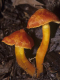 Scarlet Waxy Cap Mushrooms (Hygrophorus Coccineus), North America Photographic Print by R. Al Simpson