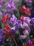 Variation in Sweet Pea Flowers, Lathurus Odoratus Lámina fotográfica por David Cavagnaro