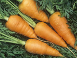 Carrots, Red Cored Chantenay Variety (Daucus Carota) Photographic Print by Wally Eberhart