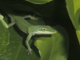 Green Anole (Anolis Carolinensis), Green Color Against Green Leaves, Florida, USA Photographic Print by Rick Poley