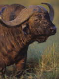 African Buffalo Head, Syncerus Caffer, Masai Mara Game Reserve, Kenya, Africa Photographie par Joe McDonald