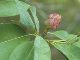 Sweetbay Magnolia Immature Seed Pod, Magnolia Virginiana, Eastern North America Photographic Print by David Sieren
