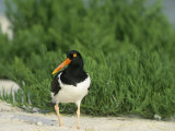 American Oystercatcher, Haematopus Palliatus, North America Photographie par Arthur Morris