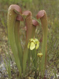Hooded Pitcher Plant, Sarracenia Minor, a Threatened Species in Florida, USA Photographic Print by David Sieren