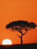 Accacia Tree Silhouetted at Sunrise, Masai Mara Game Reserve, Kenya Photographie par Adam Jones