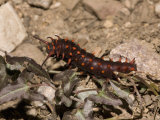 Pipevine Swallowtail Butterfly Larva (Battus Philenor) Feeding on Pipevine, Arizona, USA Photographic Print by Charles Melton