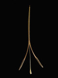 Shepherd's Needle Seed Photographic Print by Solvin Zankl