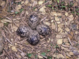 Killdeer Eggs in Ground Nest, (Charadrius Vociferus), USA Photographic Print by Joe McDonald