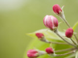 Apple Blossom Buds About to Open in the Spring Photographie