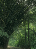 Rural Road Passing by a Large Bamboo (Bambusa Vulgaris) Photographic Print by Norris Blake