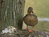 Female Mallard Duck (Anas Platyrhynchos), North America. Note the Webbed Feet Photographie par Steve Maslowski