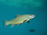 Brook Trout (Salvelinus Fontinalis) Photographic Print by Reinhard Dirscherl