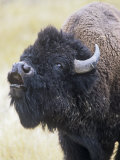 American Bison, Bison Bison, Vocalizing, North America Photographic Print by Gerald & Buff Corsi