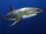 Great White Shark (Carcharodon Carcharias), Guadalupe Island, Mexico Photographie par David Fleetham