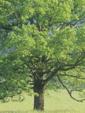 Bur Oak, Quercus Macrocarpa, Eastern North America Photographic Print by Adam Jones