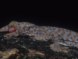 Tokay Gecko, Gecko Gecko, Cleaning its Eye with its Tongue Photographic Print by Joe McDonald