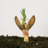 Peanut (Arachis Hypogea) Germinating Seedling with First Leaves and Cotyledons Photographic Print by Nigel Cattlin