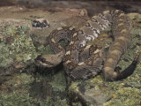 Black-Tailed Rattlesnake, Crotalus M. Molossus, Southwestern, USA Photographic Print by Joe McDonald