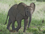 Young African Elephant, Loxodonta Africana, Kenya, Africa Photographie par Arthur Morris