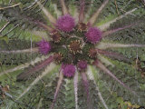 Drummond's Thistle Flowers, Cirsium Drummondii, California, USA Photographic Print by Gerald & Buff Corsi