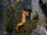 The West Australian Seahorse (Hippocampus Elongatus) Comes in a Range of Colors, Australia Impressão fotográfica por David Fleetham The West Australian Seahorse (Hippocampus Elongatus) Comes in a Range of Colors, Australia Impressão fotográfica por David Fleetham