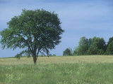 American Elm (Ulmus Americana), North America Photographie par Ross Frid
