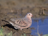 Common Ground Dove Drinking at a Waterhole (Columbina Passerina), Texas, USA Photographic Print by Mary Ann McDonald