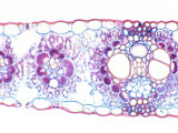 Corn, Zea Mays, Monocot Leaf Showing Vascular Bundles Photographic Print by Ken Wagner