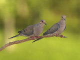 Pair of Mourning Doves, Zenaida Macroura, North America Photographic Print by Adam Jones
