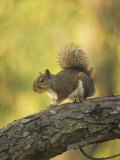 Gray Squirrel, Sciurus Carolinensis, Eastern USA Photographic Print by Gary Carter