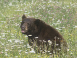 Black Bear in a Mountain Wildflower Meadow, Ursus Americanus, North America Photographie par Jack Michanowski
