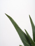 Close Up of Aloe Vera Plant Photographic Print