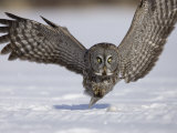 A Great Gray Owl Flying Close to Snowy Ground While Hunting, Strix Nebulosa, North America Photographic Print by Joe McDonald