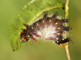Moth Caterpillar (Eacles Masoni Tyrannus) 3rd Instar Brown Form Eating Leaf Photographic Print by Leroy Simon