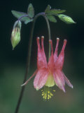 Columbine Flower, Aquilegia Canadensis, North America Photographie par John & Barbara Gerlach