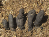 Dead Man's Fingers Mushrooms (Xylaria Polymorpha) North America Fotografisk trykk av Bill Beatty