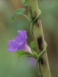 Common Morning Glory, Ipomoea Purpurea, Twining Up a Corn Stalk, North America Lámina fotográfica por Adam Jones Common Morning Glory, Ipomoea Purpurea, Twining Up a Corn Stalk, North America Lámina fotográfica por Adam Jones