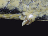 Close-Up of Male Anaconda, Eunectes Murinus, Spur Photographic Print by Betty & Nathan Cohen