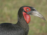 Southern Ground Hornbill Head and Neck, Bucorvus Cafer, Maasai Mara, Kenya, Africa Photographie par Arthur Morris