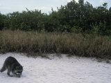 Raccoon Exploring a Sandy Beach in a Saltmarsh Habitat, Procyon Lotor, Southern USA Photographie par Arthur Morris