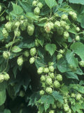 Hops, Humulus Lupulus, Cones Commonly Used in Brewing Beer Photographic Print by John D. Cunningham