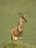 Topi Standing on an Old Termite Mound, Damaliscus Lunatus, Masai Mara, Kenya, Africa Photographic Print by Gerald & Buff Corsi