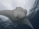 Manta Ray (Manta Birostris) with Remoras on its Fins, Micronesia Photographie par David Fleetham