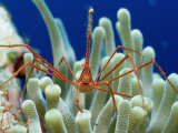 Spider Hermit Crab, Stenorhynchus Seticornis, Netherlands Antilles, Bonaire, Caribbean Sea Photographic Print by Reinhard Dirscherl