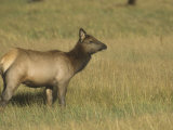 Cow Elk, Cervus Canadensis, Western North America Photographic Print by John & Barbara Gerlach