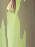 Close-Up of Rainbow Eucalyptus Tree Bark, Eucalyptus Deglupta, Australia Photographic Print by George Loun