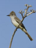 Ash-Throated Flycatcher (Myiarchus Cinerascens) Perched on an Agave Stalk Branch, Arizona, USA Photographic Print by Charles Melton