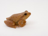 Spring Peeper (Pseudacris Crucifer) Eastern North America Lámina fotográfica Spring Peeper (Pseudacris Crucifer) Eastern North America Lámina fotográfica
