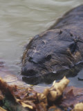 Beaver Swimming in a Pond (Castor Canadensis), North America Photographie par Steve Maslowski