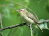 Warbling Vireo (Vireo Gilvus) in a Cottonwood, North America Photographic Print by Steve Maslowski